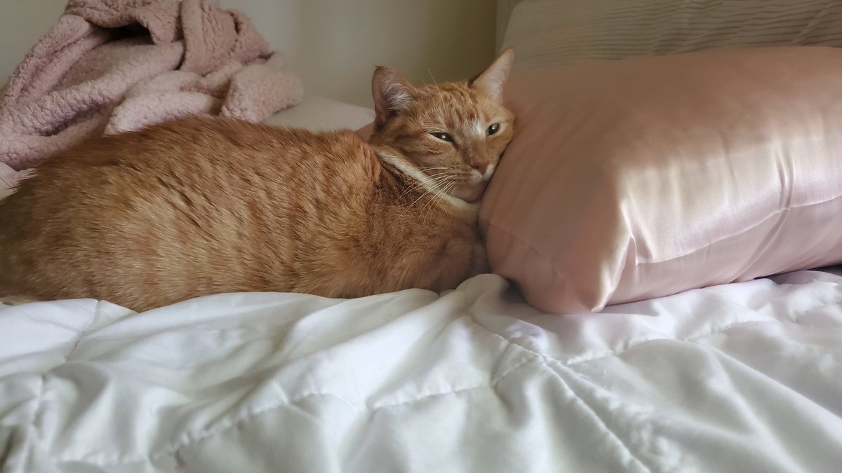 TormundTheTiny's tweet photo. I am So Focking Dang Comfortable https://t.co/Eq2QYLOth8