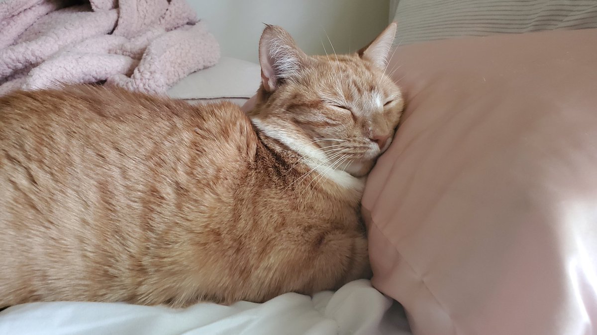 TormundTheTiny's tweet photo. I am So Focking Dang Comfortable https://t.co/Eq2QYLOth8