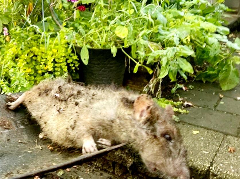 Constan70997526's tweet photo. @DesiDlnek Things could be worse. 10 inch rat killed in North Vancouver a few days ago by a 'ratter' @Fuel55 may post a pic of his killer pup. @SuzyQlovesWine @AmauryCarrasco @DesiDlnek @CoastCabCritic @JohnMFodera @teamhrc @Noles31BB @RoebuckSteve1 #ratzilla https://t.co/r8h6ttoLnD
