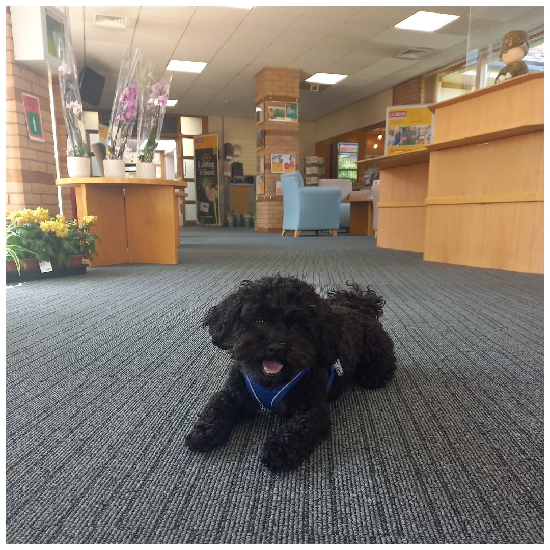 LOROSHospice's tweet photo. Meet Sydney who visits our patients - he’s our pets as therapy pooch! What a sweetheart! ❤️❤️ https://t.co/Bzc3aUxvQf