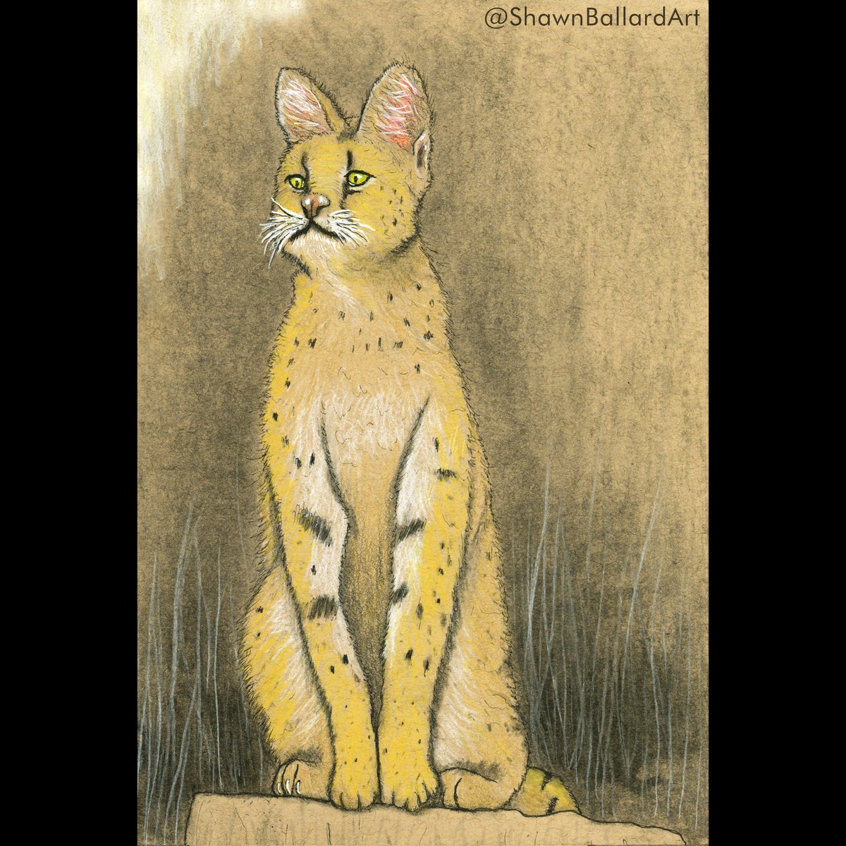 ShawnBallardArt's tweet photo. Serval Cat Watching
Original For Sale $75
Free US shipping
A portion of profits go to Conservation

Ink and Watercolor Pencil
on Toned Tan Paper 5.5"x8.5"

#bigcatsofinstagram #bigcatart #bigcatsketch #leptailurusserval #serval #servalcat #africananimal https://t.co/ZEaMG4mcu7