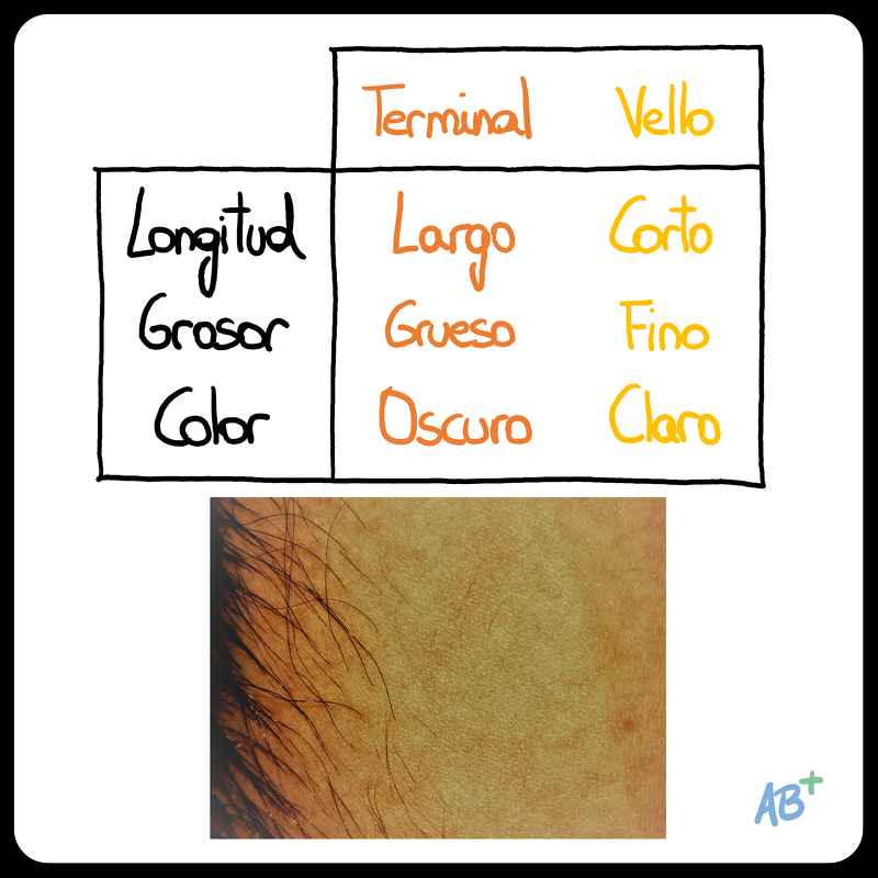 _ab_positivo's tweet photo. Hay 2 tipos de pelo: terminal (grueso, largo y de color intenso) y vello (fino, corto y de color menos intenso).
https://t.co/uxGjqlX8bA
https://t.co/1ukNizCfp9
https://t.co/Jlx8xGyP9P

https://t.co/lmXKlQ3ADv https://t.co/Mjs4zuciNw