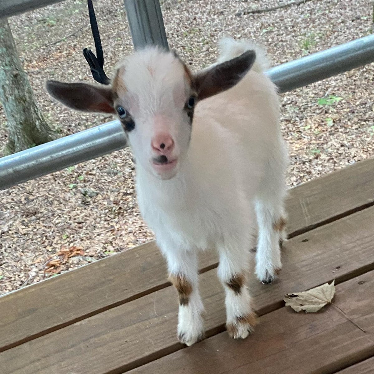 visitstclair's tweet photo. BAND and BARBEQUE at Big Canoe Creek Kayaking this Saturday, July 9th at 7pm! BYOB and bring your favorite lawn chair to enjoy music under the stars! BONUS...  meet CC, the adorable goat! 🛶🐐🎶 #visitstclair
https://t.co/tVVXcM6HRS...
*6545 AL Highway 23, Springville, AL 35146 https://t.co/Y9NX51TaFz