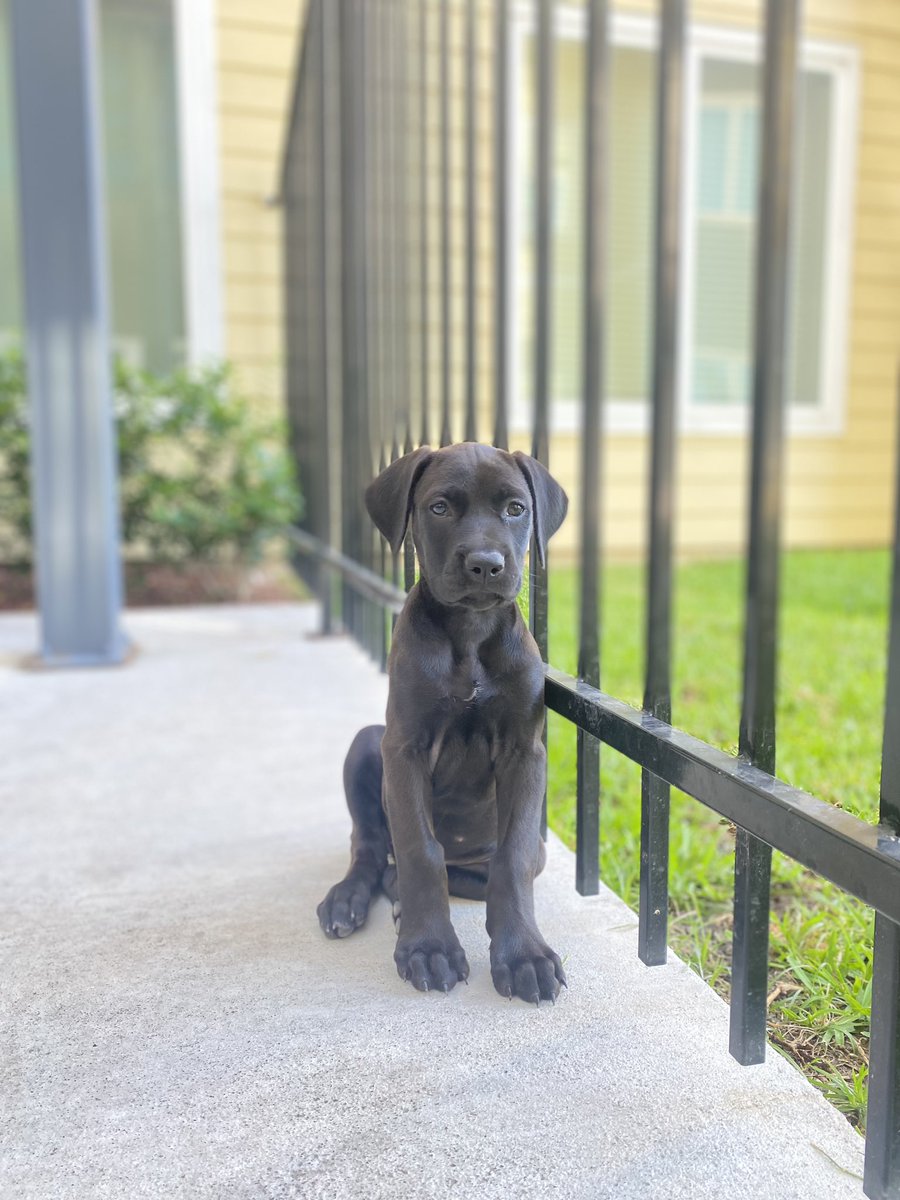 LiveTheIcon's tweet photo. That feeling when other apartments tell your parents that their fur babies can’t come too😕 Don’t worry! Here at The Icon, both pet parents &amp; fur babies are welcome!🐾

Future residents, make sure your furry friends are registered with us &amp; good to go for the fall! ✔️ https://t.co/1D1eoK4WQT