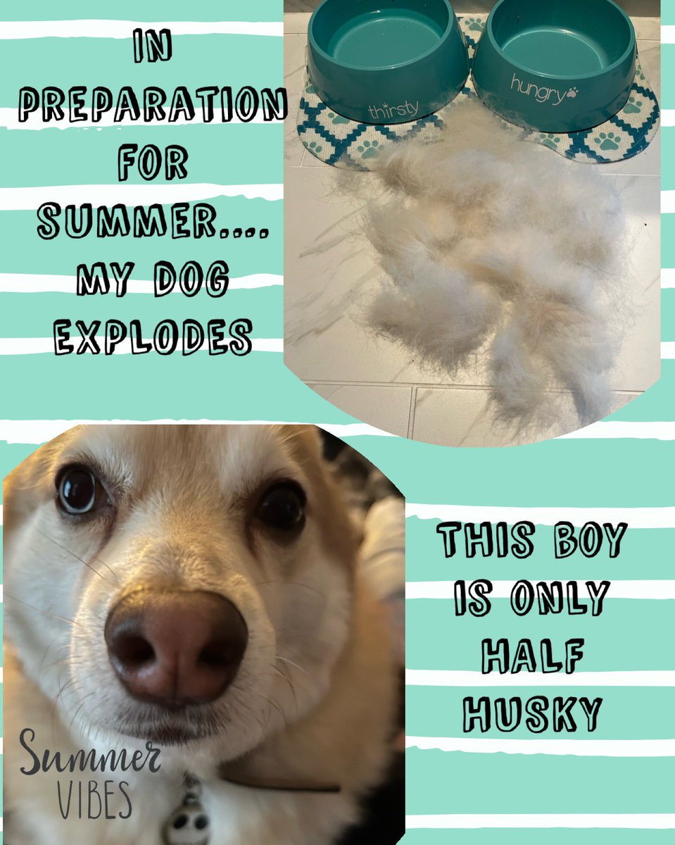 Jessianne44's tweet photo. if you ever consider getting a Pomsky…brace yourself 😂 I brushed him less than a week ago… #dog #grooming #pomsky #pomeranian #husky https://t.co/moZtcZqV6K