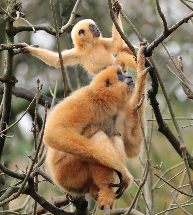 dailyprimeapes's tweet photo. yellow cheeked gibbons https://t.co/4lxQ2wS0Bb