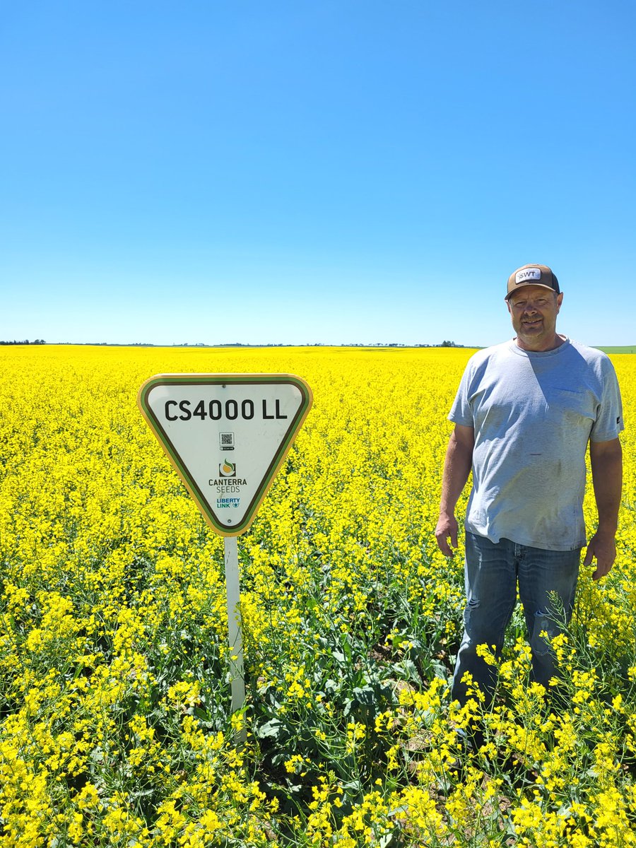 <a href="/brookhaubrich/">Brooklyn Haubrich</a> thanks so much for lining up <a href="/canterraseeds/">CANTERRA SEEDS</a> #canola trial with <a href="/SWT/">SWT</a> customer Brian Neudorf! #CS4000LL with <a href="/syngentacanada/">Syngenta Canada</a> #FortenzaAdvanced is looking awesome - Straightcut - LibertyLink - Clubroot R &amp; Yield in one pkg! #westcdnag #bushelup