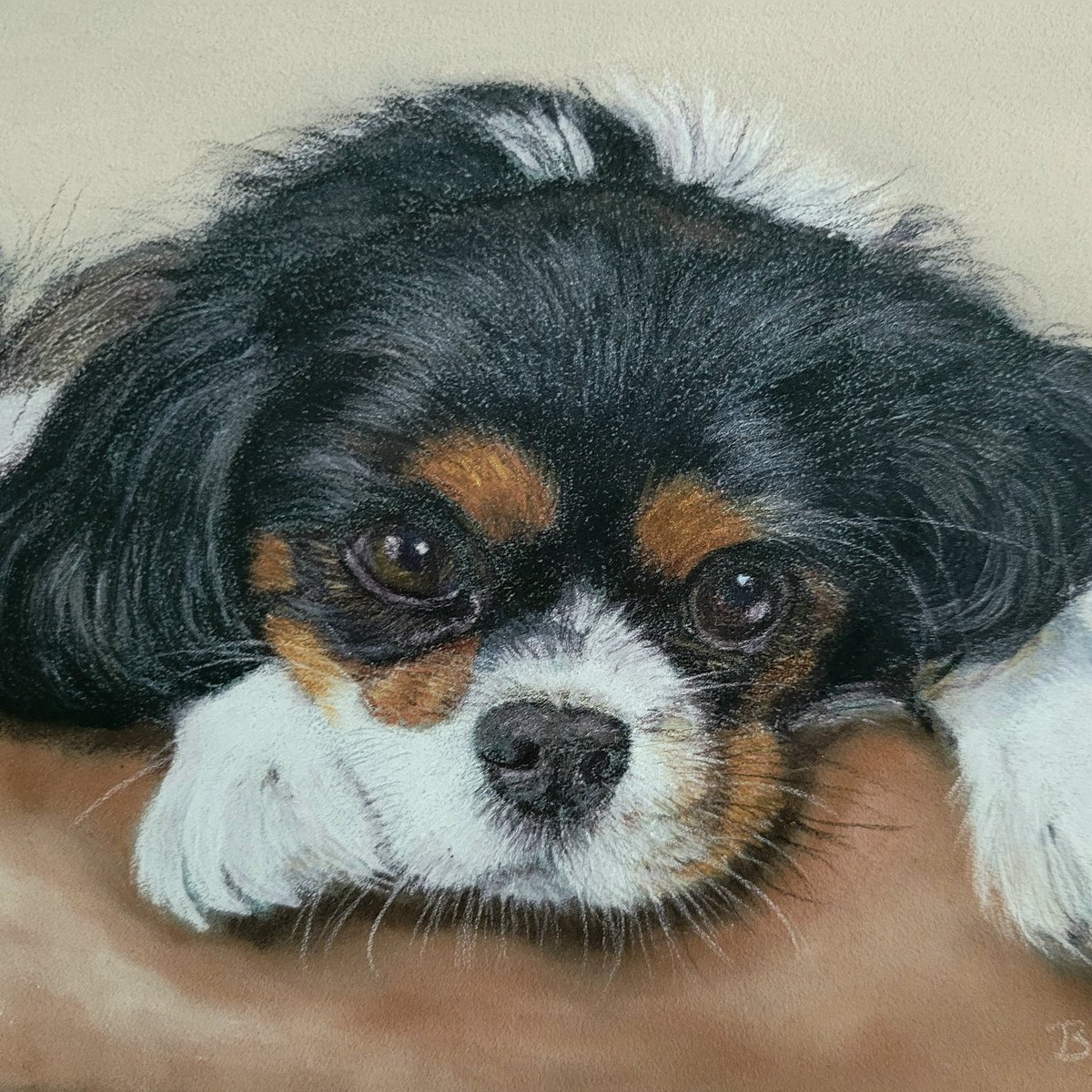 "Charlie" King Charles Cavelier
Colour pencil drawing on Pastelmat.
My own reference photo