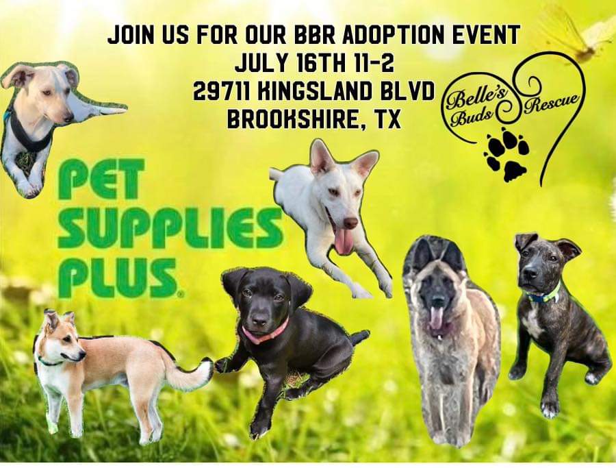 Bellesbuds's tweet photo. We're gearing up for another #adoption event!
Hope to see y'all at pet supplies plus in Young Ranch, Brookshire next weekend.
Come play with some pups looking for love!
#AdoptDontShop https://t.co/PoB8Q5uaJu