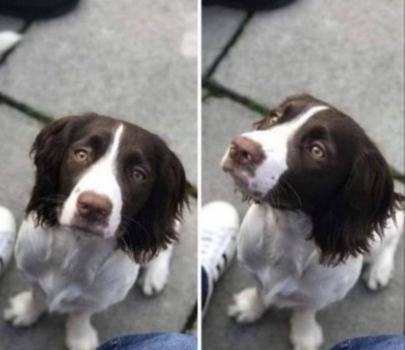 rosieDoc2's tweet photo. #SpanielHour 

LARA female liver&amp;white #SpanielCross young adult 

28/2/21 ran off with another dog but LARA didn’t return 

#ColinGlenForest #BT17 
#NorthernIreland 
CHIPPED/SPAYED 

https://t.co/X62dNlJWk8 https://t.co/sGWpAkSZoz