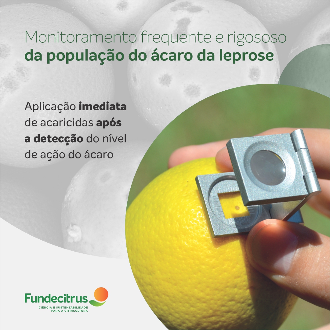 fundecitrus's tweet photo. A leprose é uma das principais doenças da citricultura, capaz de reduzir drasticamente a produção. Em expansão no cinturão citrícola nos últimos anos, a doença exige atenção especialmente entre os meses de maio e setembro.
Saiba mais: https://t.co/ykRG4L5pxq
#leprose https://t.co/8fzFka5Ebs