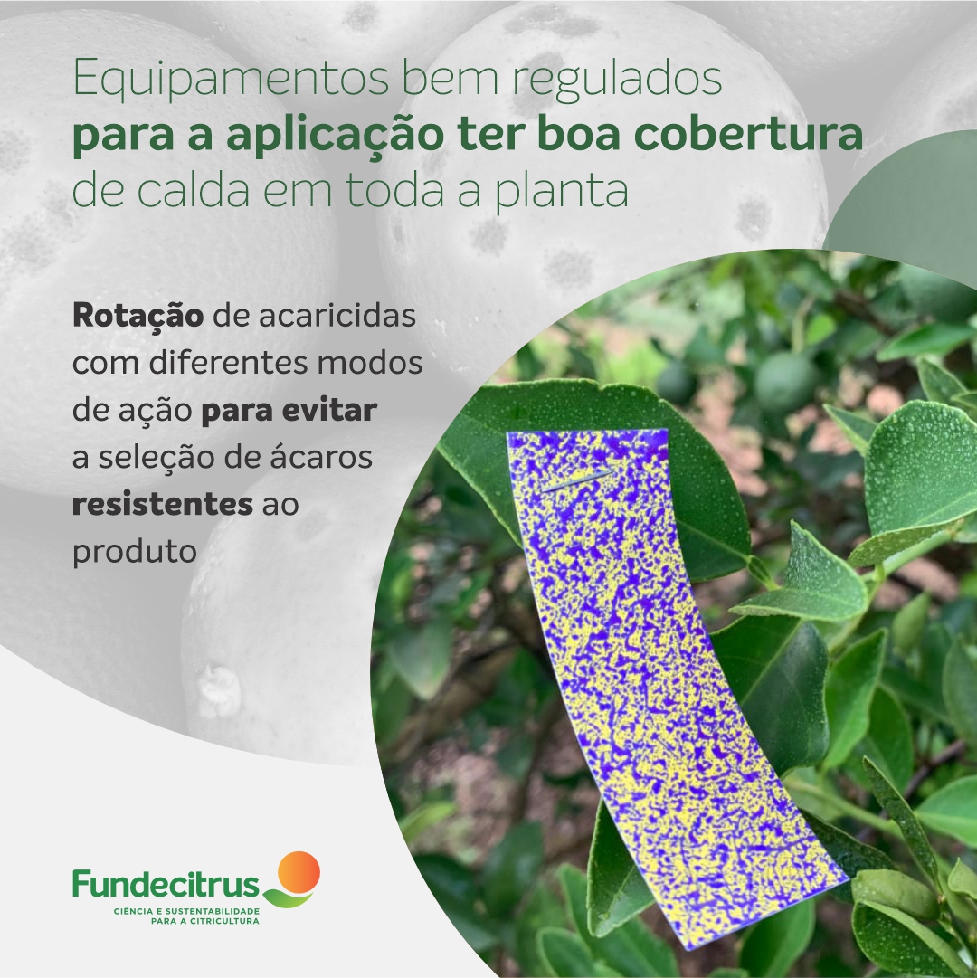 fundecitrus's tweet photo. A leprose é uma das principais doenças da citricultura, capaz de reduzir drasticamente a produção. Em expansão no cinturão citrícola nos últimos anos, a doença exige atenção especialmente entre os meses de maio e setembro.
Saiba mais: https://t.co/ykRG4L5pxq
#leprose https://t.co/8fzFka5Ebs