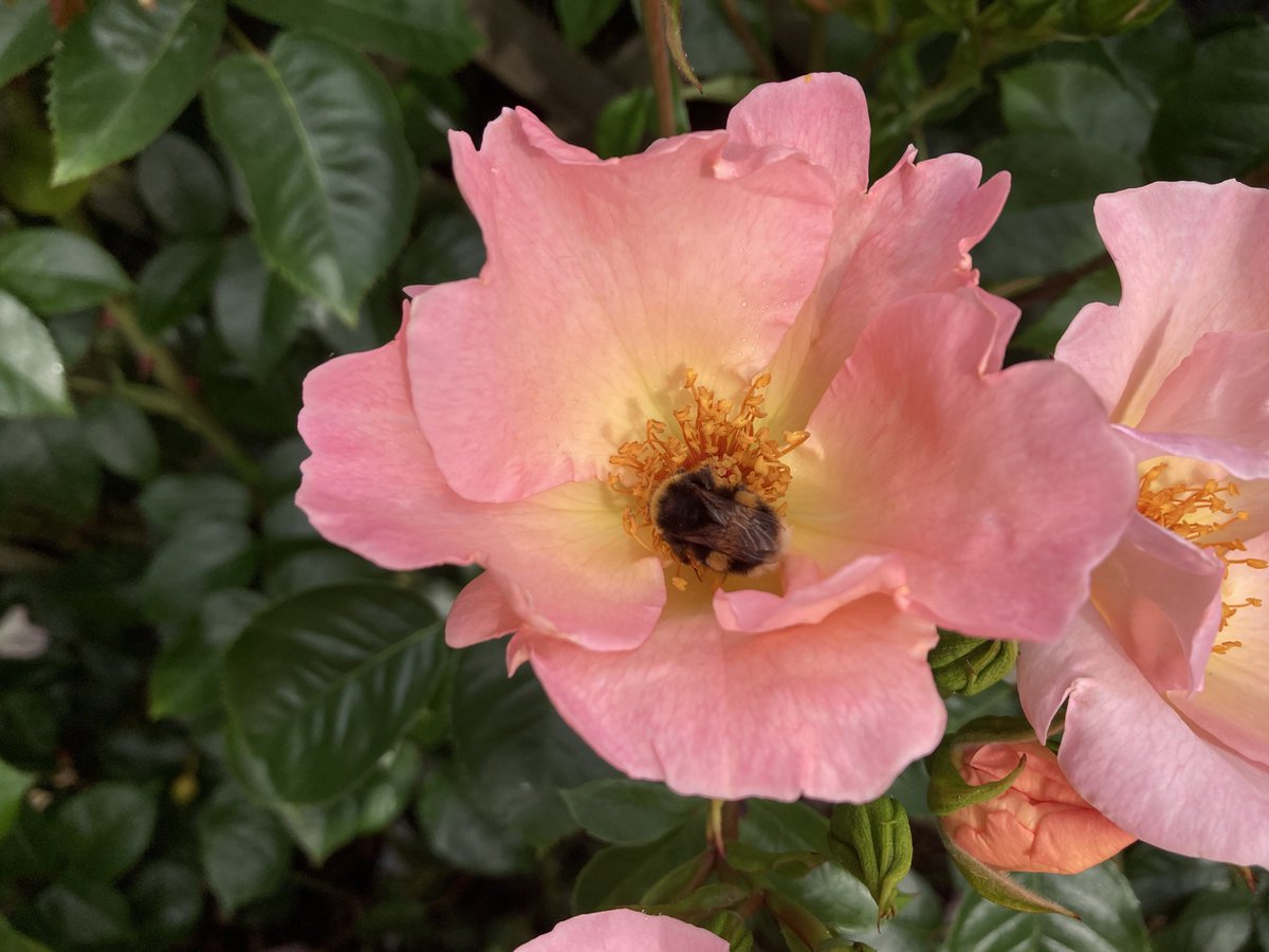 It’s #RoseWednesday we’d love to see your wildlife loving your roses. Bees (and other insects) love this rose as much as us.