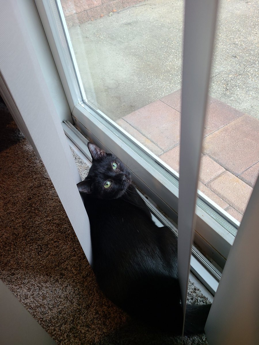 Foosha_Art's tweet photo. My new babies Luffy and Zoro~ 😭😭😍😍 They're a bonded pair so we named them Luffy and Zoro from one piece since Zoro is missing an eye, and you can't have a 1st mate without his captain! Luffy is just as chaotic as the anime character so she fits the name well ~
#onepiece https://t.co/6t7feRGLYA