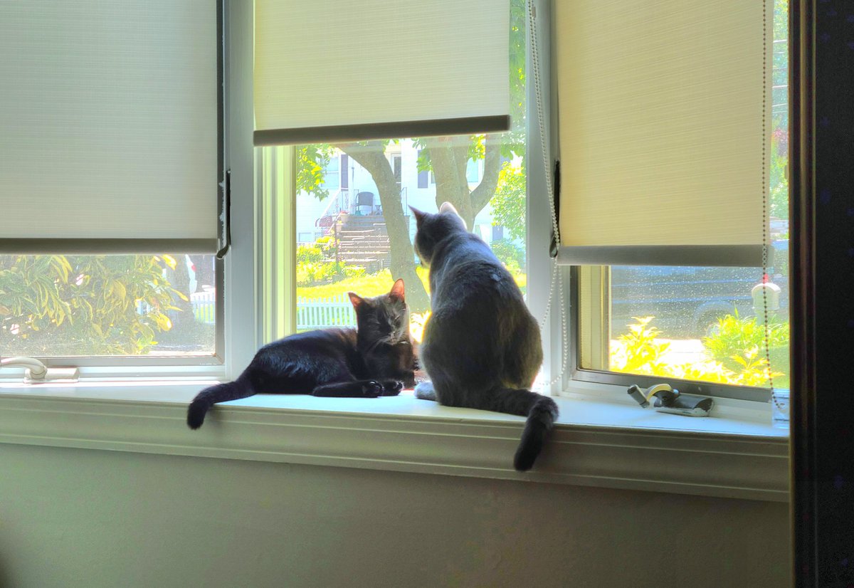 Foosha_Art's tweet photo. My new babies Luffy and Zoro~ 😭😭😍😍 They're a bonded pair so we named them Luffy and Zoro from one piece since Zoro is missing an eye, and you can't have a 1st mate without his captain! Luffy is just as chaotic as the anime character so she fits the name well ~
#onepiece https://t.co/6t7feRGLYA