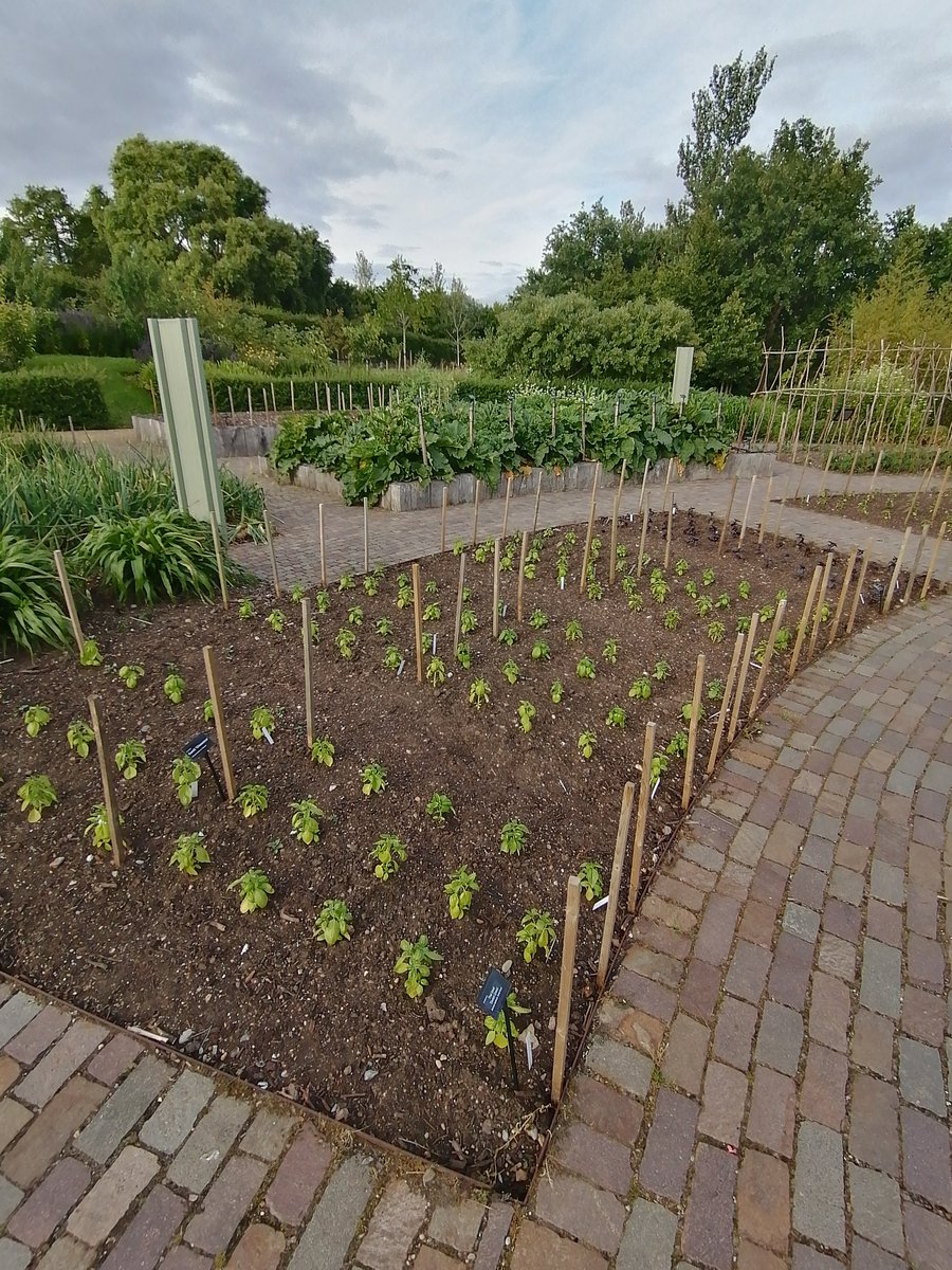 Matt Oliver tweet media