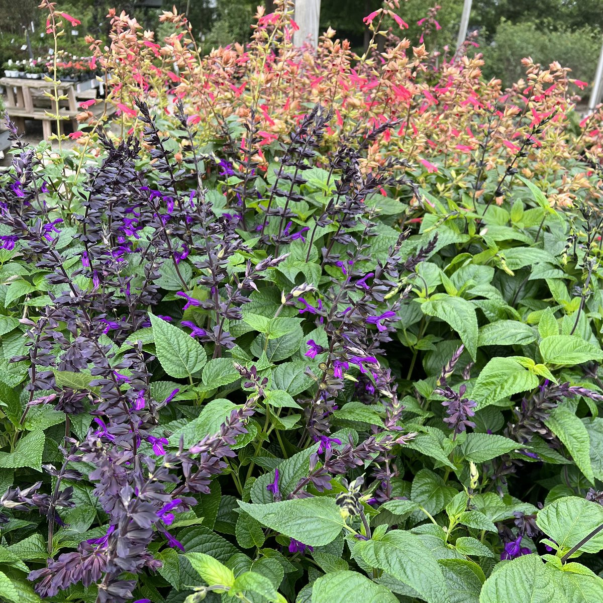 HeyGrowingPlace's tweet photo. Salvia brings hummingbirds and butterflies into view. https://t.co/6gEqm8Jrvc