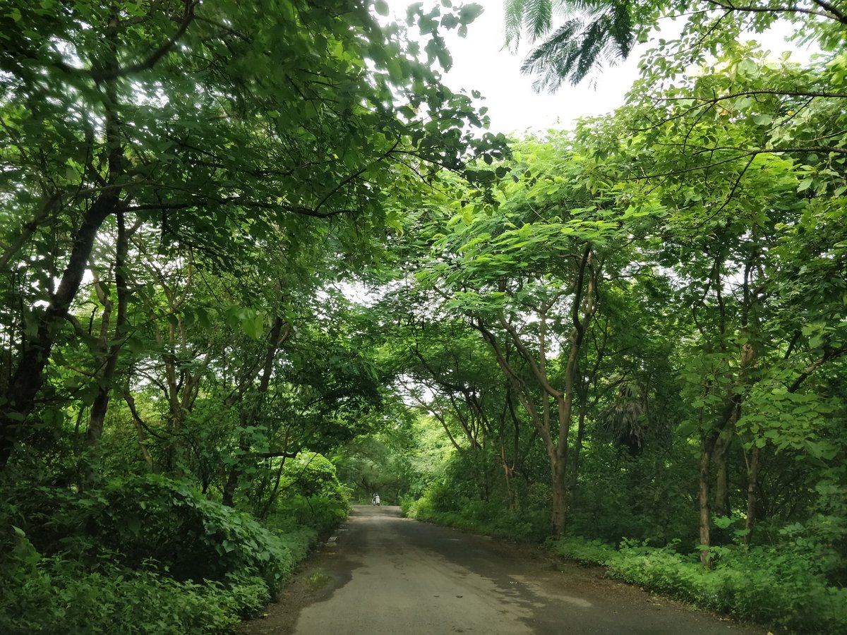 TribalArmy's tweet image. #AareyForest, a unique model urban forest in the middle of Mumbai, India's busiest metropolis, and home to hundreds of animals and 27aboriginal/ adivasi Warli tribal hamlets. #Aarey is under threat today. Let's join hands to save it! #SaveAarey @deespeak @UrmilaMatondkar @aliaa08