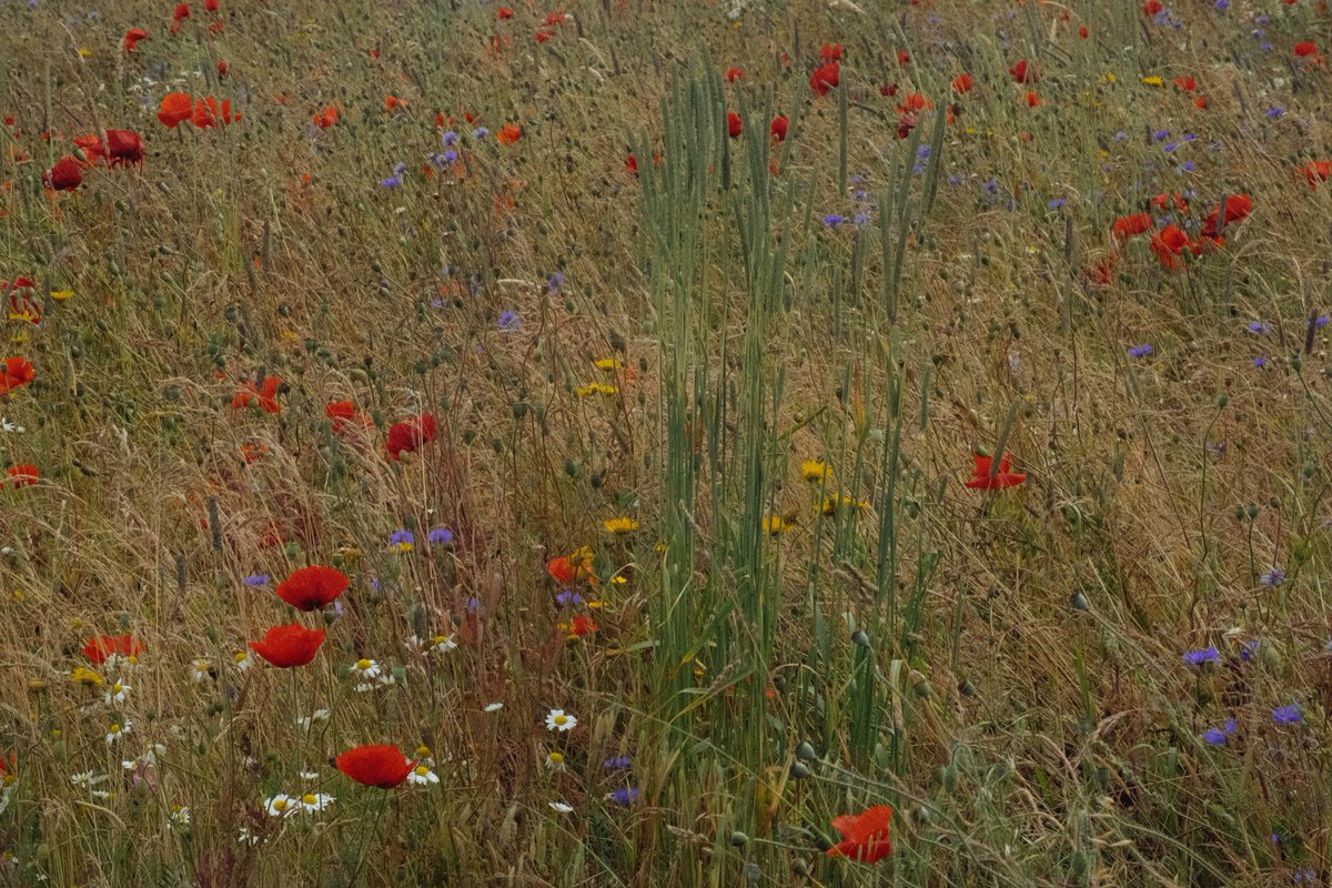 PromotionRipple's tweet photo. Beautiful Wildflower 
การผสมกันของสีดอกไม้ ทำให้นึกถึงภาพเพนท์สวยๆเลย https://t.co/KL5lGRvnNl