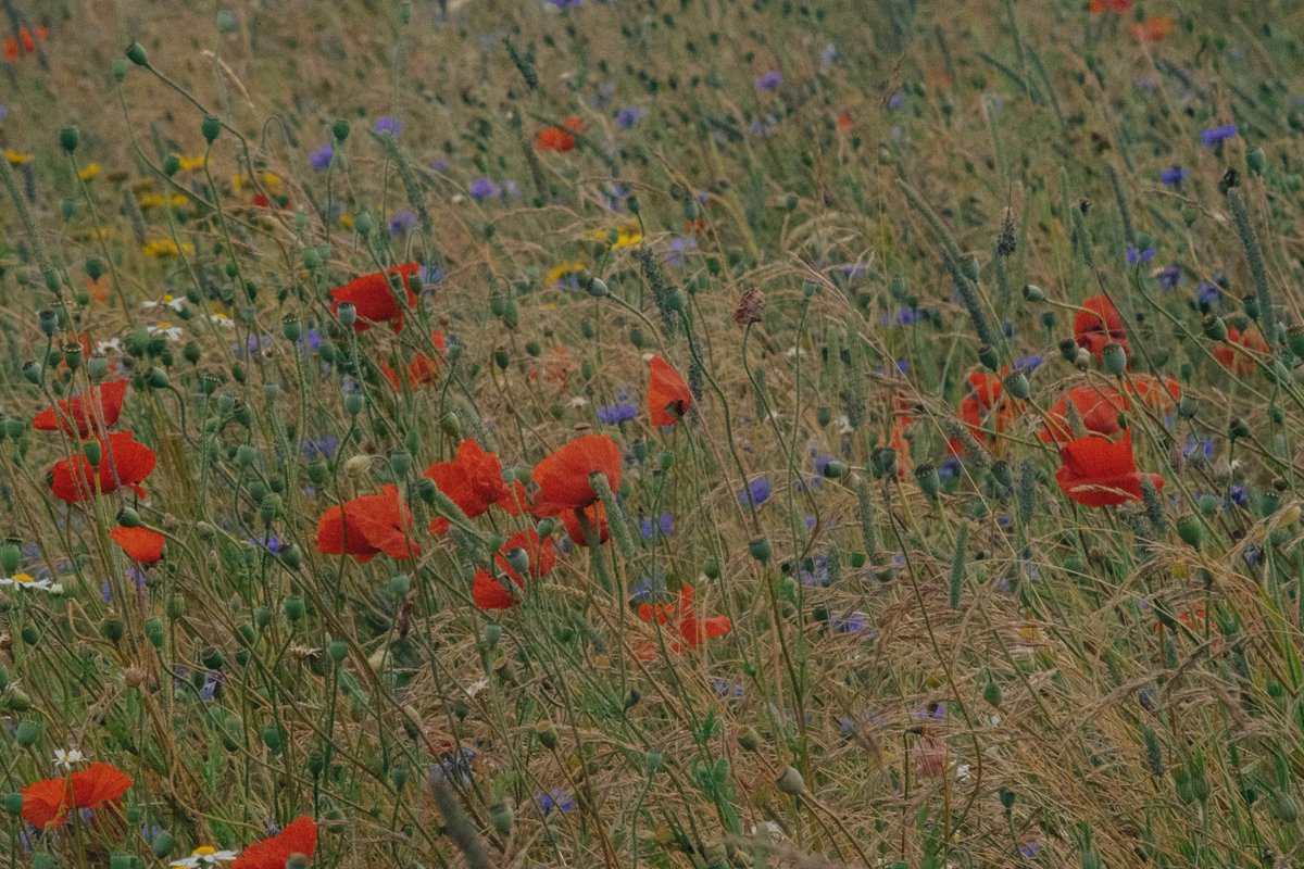 PromotionRipple's tweet photo. Beautiful Wildflower 
การผสมกันของสีดอกไม้ ทำให้นึกถึงภาพเพนท์สวยๆเลย https://t.co/KL5lGRvnNl