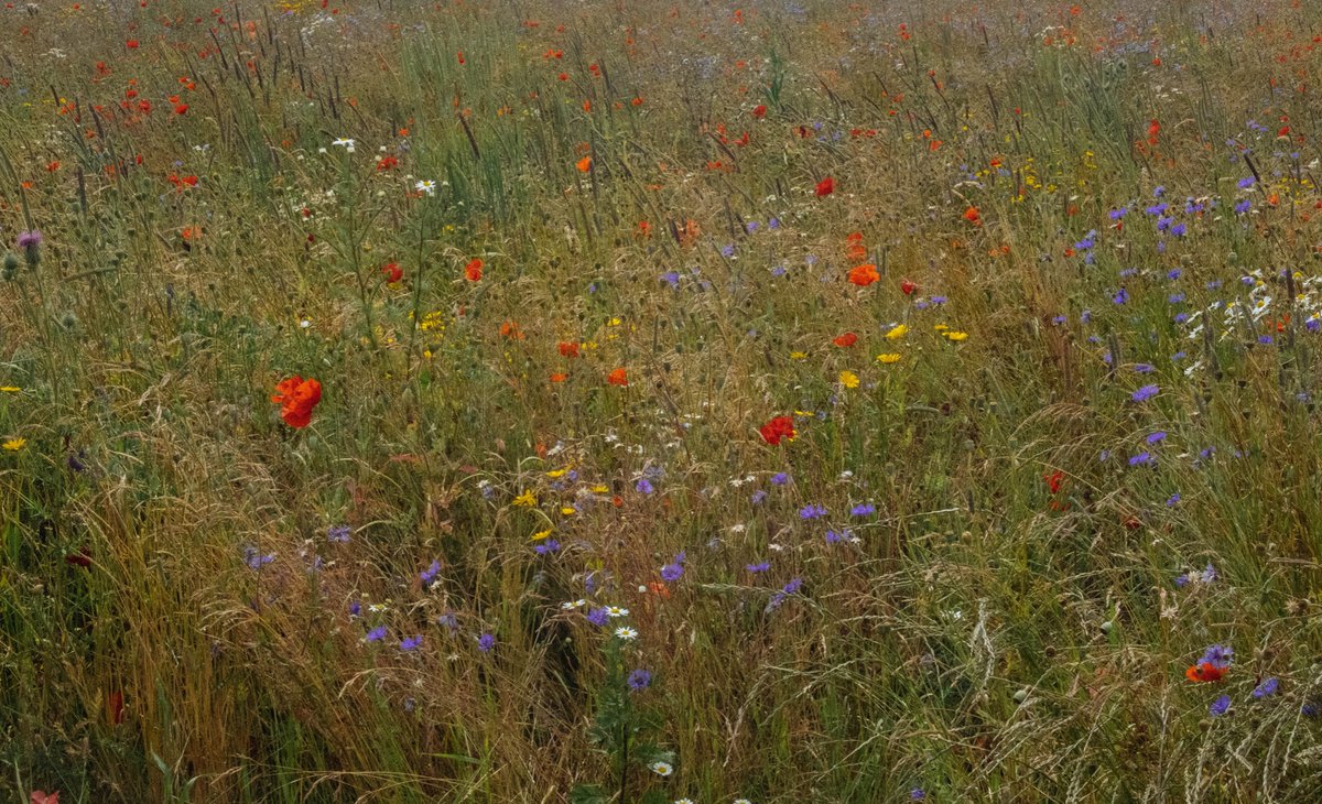 PromotionRipple's tweet photo. Beautiful Wildflower 
การผสมกันของสีดอกไม้ ทำให้นึกถึงภาพเพนท์สวยๆเลย https://t.co/KL5lGRvnNl