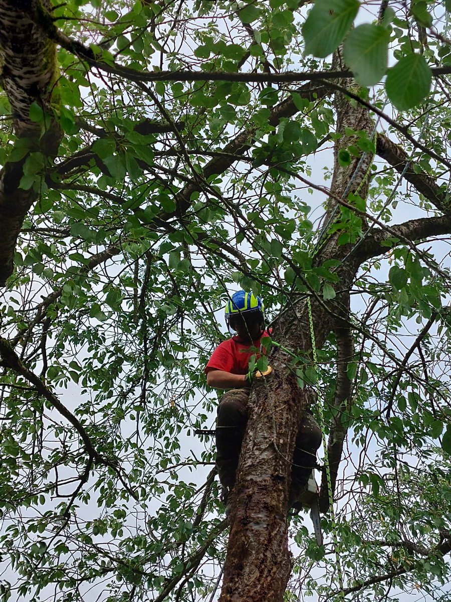 PrimaryTreeSurg's tweet image. Fantastic #teamwork by newcomer Ben today, who spent time mentoring Oliver in his climbing…with great support and supervision from Team Leader Justin 

#learnonthejob #treesurgeonintraining #treesurgery #treesurgeons #teamworkmakesthedreamwork