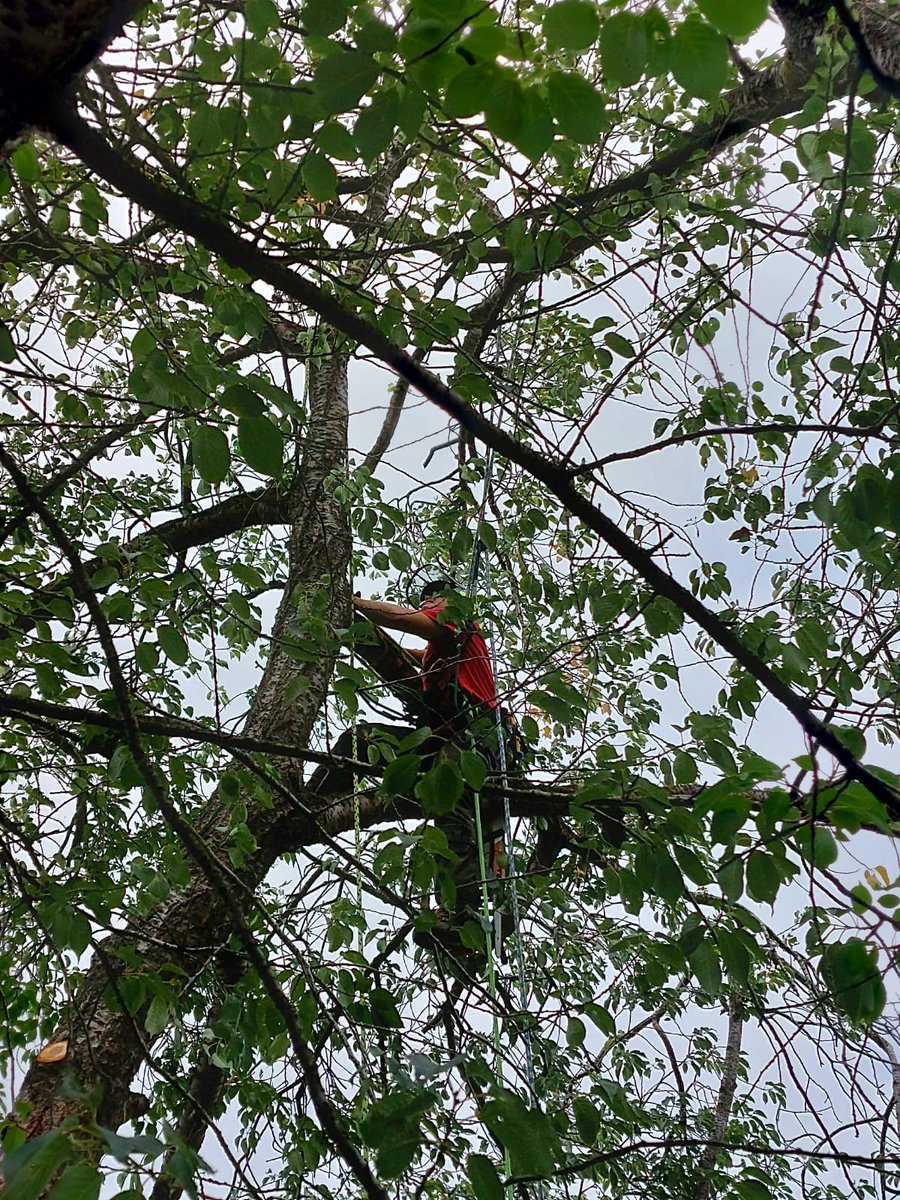 PrimaryTreeSurg's tweet image. Fantastic #teamwork by newcomer Ben today, who spent time mentoring Oliver in his climbing…with great support and supervision from Team Leader Justin 

#learnonthejob #treesurgeonintraining #treesurgery #treesurgeons #teamworkmakesthedreamwork