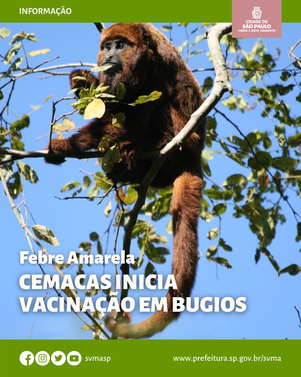svmasp's tweet photo. Serão vacinados cerca de 40 animais, entre machos, fêmeas e filhotes. Após a aplicação da vacina, será coletado o sangue depois de 30, 60 e 180 dias, para avaliar a resposta da imunização nos animais.
#panprimataspreguicamatatlantica #bugios #cemacas #faunasp https://t.co/5D3ryTVFtz