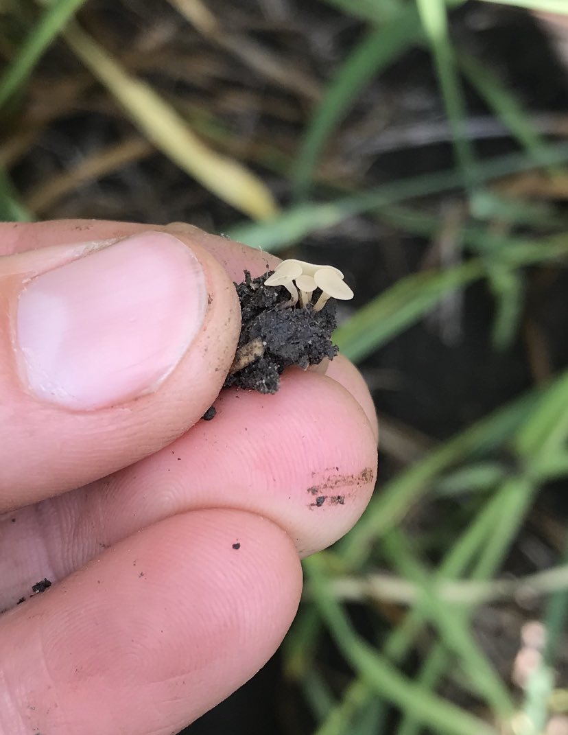 An apothecia party.  I was hoping I wouldn’t get invited this year. #Scout22 #sclerotiniaontheloose #canolaproblems