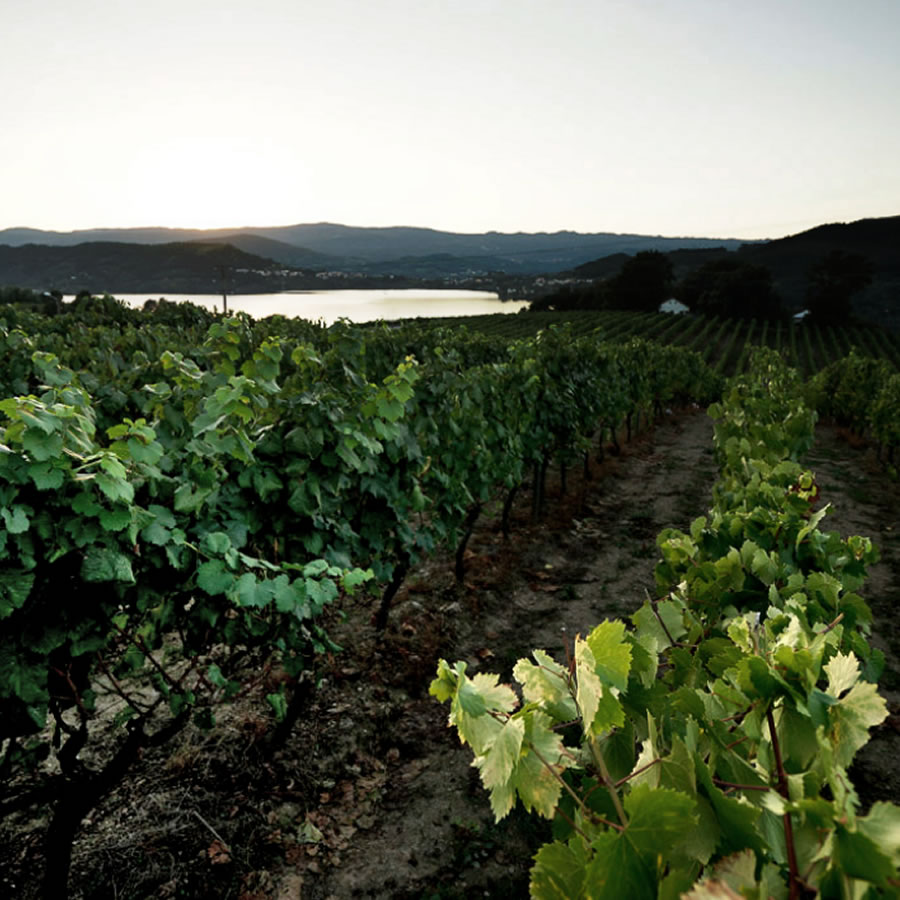 "Bodegas <a href="/_cunqueiro/">BODEGAS CUNQUEIRO</a> es una bodega familiar del #Ribeiro, que escribe su propia historia desde hace 3 generaciones y que a través de la dedicación, el cuidado y la sabia combinación y selección de nuestras variedades autóctonas" 👉 bit.ly/3OuXzTz