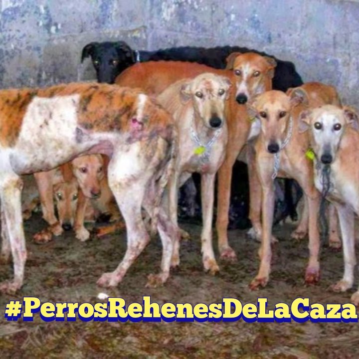 CadaveiraVargas's tweet photo. Crueldad es matar de un disparo a un ser inocente que deambula libre en la naturaleza. Pero también es crueldad someter a los perros que participan de la caza a una vida de hacinamiento, maltrato, soledad y falta de afecto.
Urgente una ley que los proteja.

#PerrosRehenesDeLaCaza https://t.co/Kd2K4u3jc7