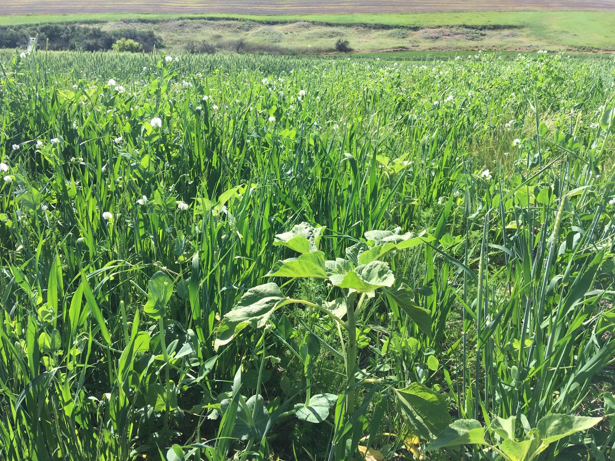WSUSmallGrains's tweet image. This week&apos;s #TimelyTopic is from our friends at @uidahoextension. Kendall Kahl shares with us how forage cover crops in dryland wheat impacts soil water, nitrogen, and yields and the benefits compared to traditional fallow &amp;amp; cover crops 👇🌾 #GoCougs #WSU
smallgrains.wsu.edu/forage-cover-c…