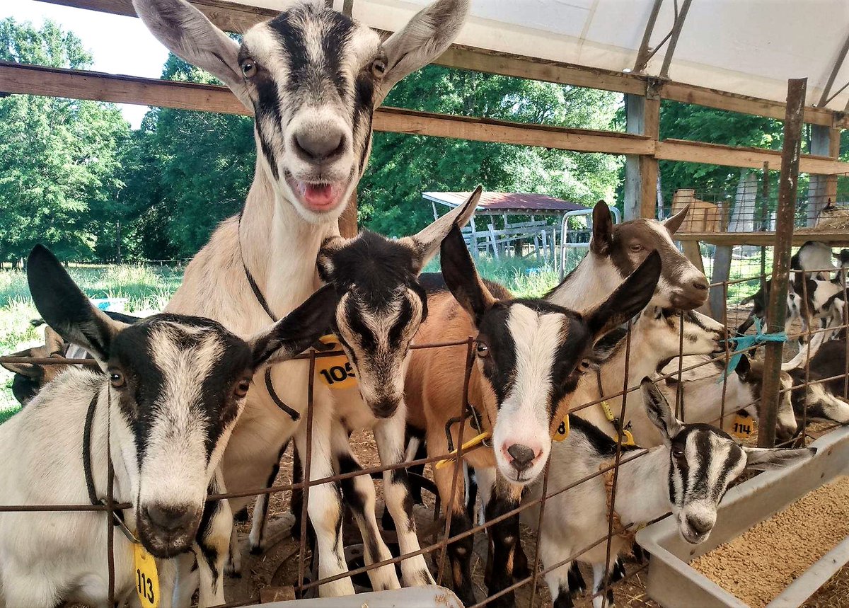 TheInnAtCelebr1's tweet photo. Wanna tango? Celebrity Dairy atrium this Saturday. Free! Beginners welcome. Bring a dish to share. BYOB.
https://t.co/B2onit554z
@TangoNC @tango @TheInnAtCelebr1 @PittsboroCVB @ChathamNR  @chathamnc @chathamjournal @ourchatham @chathamnc https://t.co/YZPawlu3li
