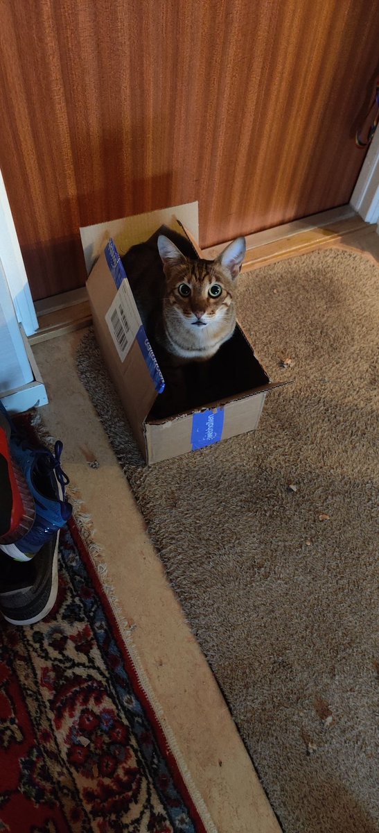 arhankas's tweet photo. I got toys. He got a cardboard box. We are both happy.
#LukeCatwalker #LuketheCat #Savannahcat #savannahsweden #catsofinstagram #jedicats #boxcat https://t.co/tg9dMMDhwY