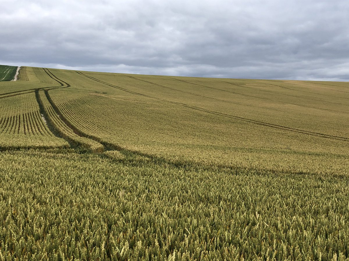 Beautiful walk on the Ridgeway but when I look at a field like this, I just think ‘aaah too many agro-chemicals’..😩#bigag #Pesticides @PAN_UK