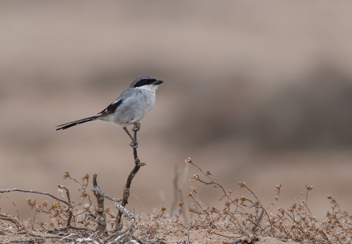 NeilElvidge's tweet photo. Southern Grey Shrike, spotted during a recent trip to Lanzarote #southerngreyshrike #butcherbird https://t.co/aAiYuTamoM