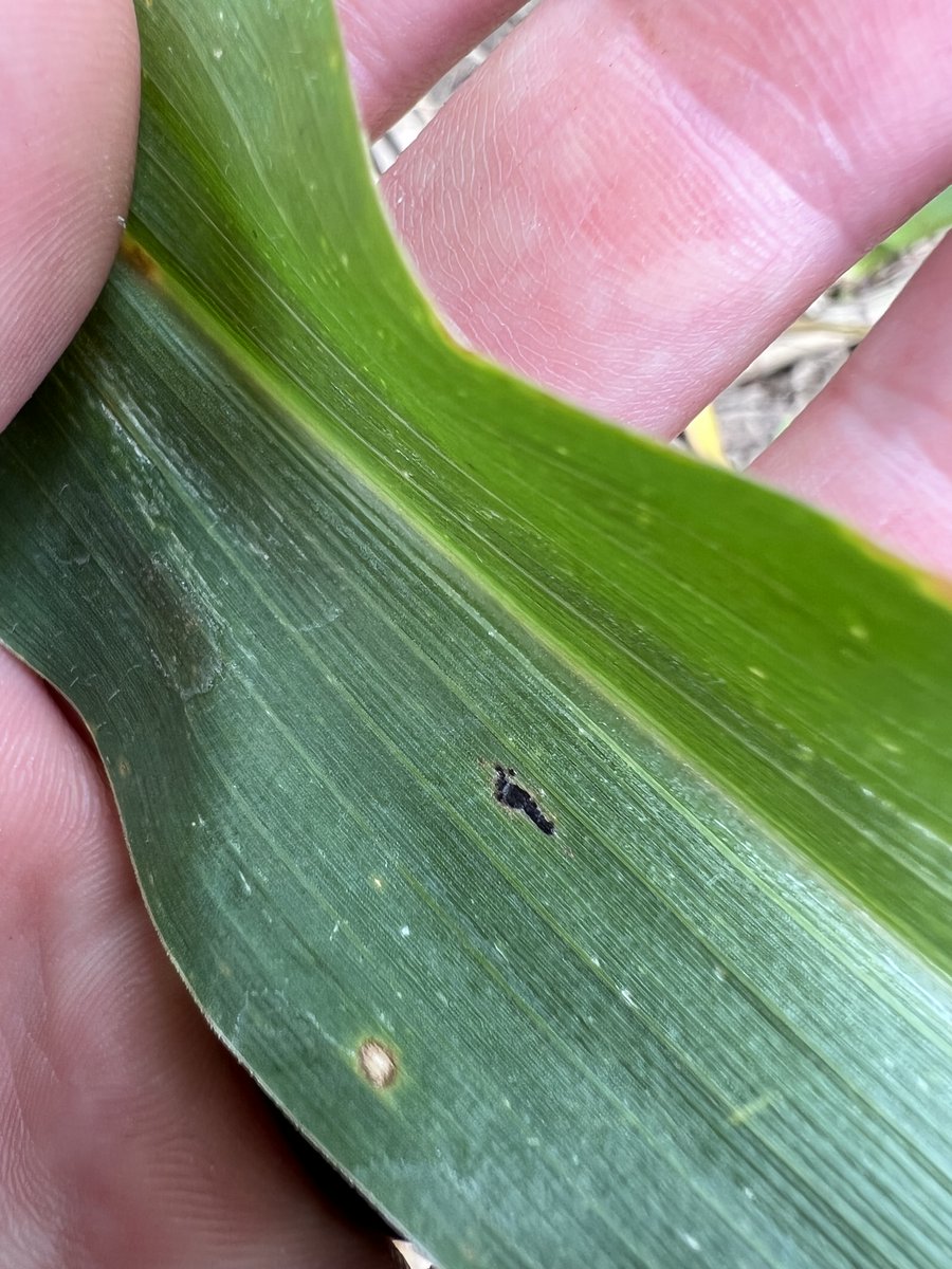 Damon L. Smith tweet media