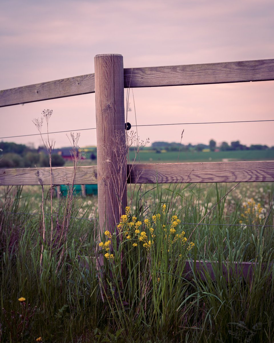 michpers's tweet photo. @BraydenCreation Rural summer in my neighbourhood! https://t.co/Glosd8wzbD