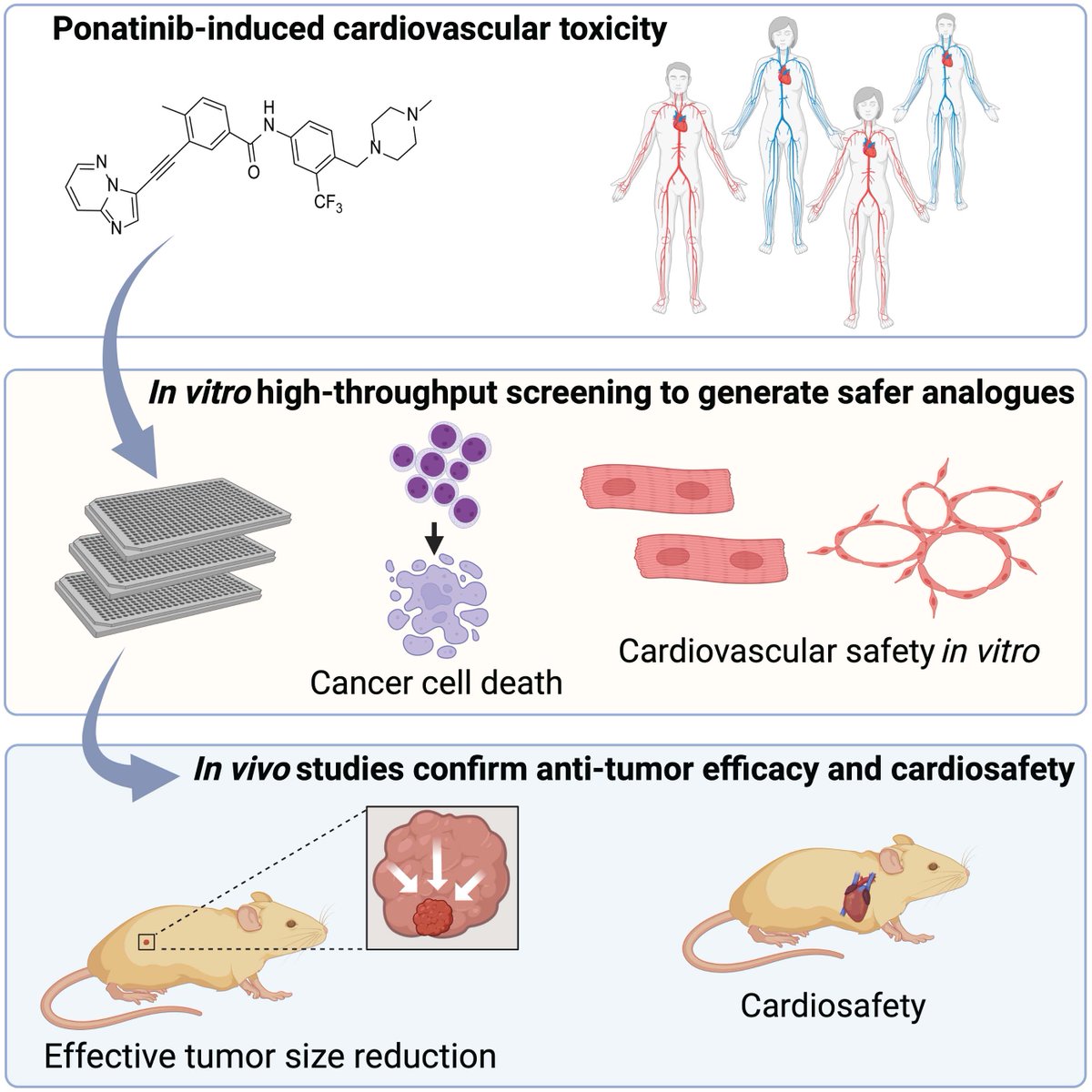 Cancer Research (@cr_aacr) on Twitter photo Hnatiuk et al. engineered analogs of #Ponatinib that retain anti-tumor efficacy but elicit significantly decreased toxicity, in the study, "Reengineering Ponatinib to Minimize Cardiovascular Toxicity."
bit.ly/3amRrO2
<a href="/Anna_P_H/">Anna P. Hnatiuk</a> <a href="/YusukeBenz/">Yusuke Nak.</a> #CardioToxicity Hnatiuk et al. engineered analogs of #Ponatinib that retain anti-tumor efficacy but elicit significantly decreased toxicity, in the study, "Reengineering Ponatinib to Minimize Cardiovascular Toxicity."
bit.ly/3amRrO2
<a href="/Anna_P_H/">Anna P. Hnatiuk</a> <a href="/YusukeBenz/">Yusuke Nak.</a> #CardioToxicity