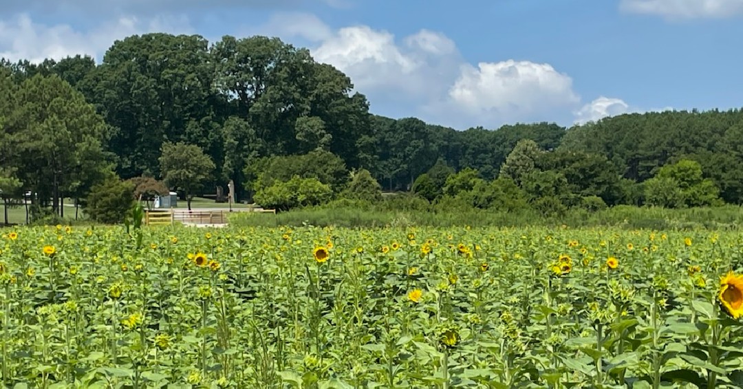 Dorothea Dix Park Sunflower Update 7 6 The First Blooms Are Peeking Out Less Than 10 Of The Dixparksunflowers Have Started Blooming Next Week Is Going To Be Good