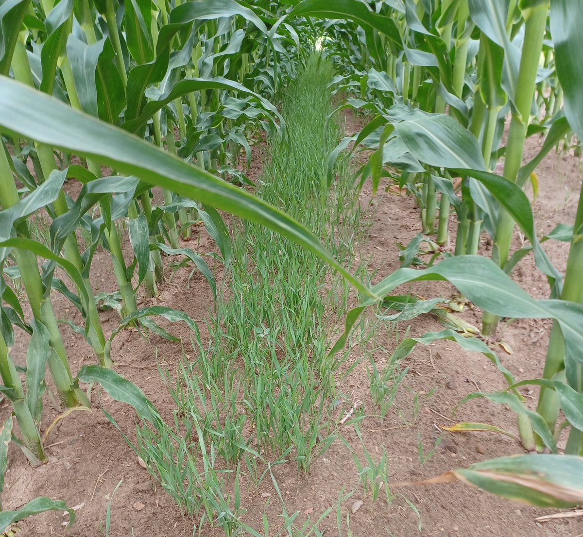 hankkimble's tweet photo. Join @MSUcovercrops @MSUEFieldCrops at AgroExpo August 16-17 2022 and learn  more about interseeding covers in corn. The plots are looking great! @theAgroExpo https://t.co/VlPyc4bU7M