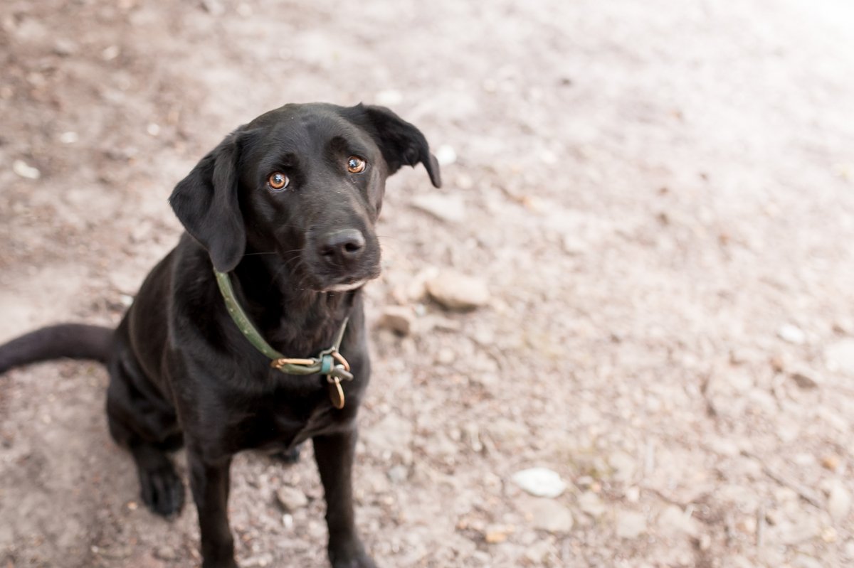These cute #pooches were spotted walking this year's #surrey5peaks!
