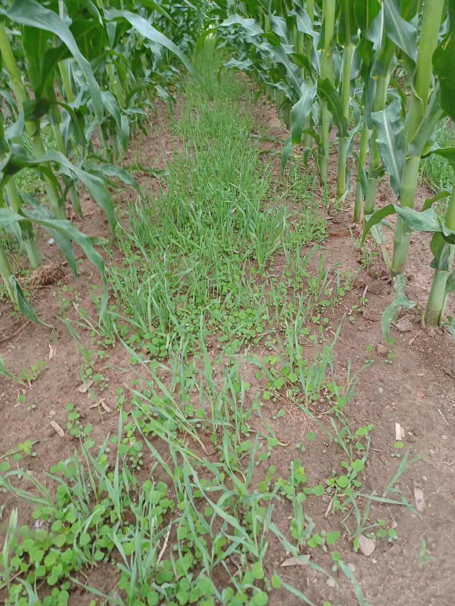 hankkimble's tweet photo. Join @MSUcovercrops @MSUEFieldCrops at AgroExpo August 16-17 2022 and learn  more about interseeding covers in corn. The plots are looking great! @theAgroExpo https://t.co/VlPyc4bU7M