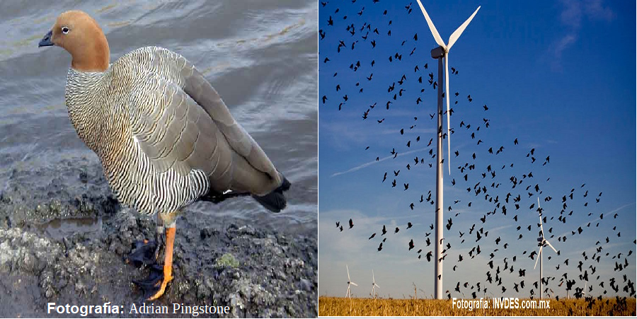 AICACL's tweet photo. @cbahialomas
@cespozl
@diegolunaq
@HvNorambuena
#CanquénColorado
#CentralesEólicas
#Charadriiformes
#ChorloMagallánico
#EnergíaEólica
#Passeriformes
#PlayeroRojizo
#Strigiformes

En @AICACL destacamos #InvestigaciónCientífica #HidrógenoVerde https://t.co/uDefdJHsM3 https://t.co/VVZhZ101P4