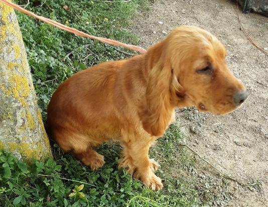 AdoptionsUk's tweet photo. Please retweet to find the owners of these dogs found #SANDY #BEDFORDSHIRE #UK 
It looks like they were found tied to a tree? They may have been stolen and dumped, missing from another area? Now in a council pound for 7 days. 

DETAILS 👇
https://t.co/UUUz8P3mK9
#dogs #PetCrisis https://t.co/aC4bGX487n