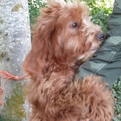 AdoptionsUk's tweet photo. Please retweet to find the owners of these dogs found #SANDY #BEDFORDSHIRE #UK 
It looks like they were found tied to a tree? They may have been stolen and dumped, missing from another area? Now in a council pound for 7 days. 

DETAILS 👇
https://t.co/UUUz8P3mK9
#dogs #PetCrisis https://t.co/aC4bGX487n