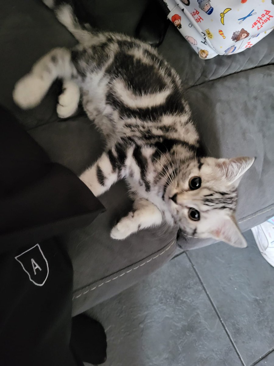 mrsslbell's tweet photo. @johnkrasinski @jennafischer Meet our 2 new kittens. We've named them Jim and Pam after our favourite @theofficetv characters
#JimandPam #HalpertandBeesly 🥰 https://t.co/cYjRanGf04