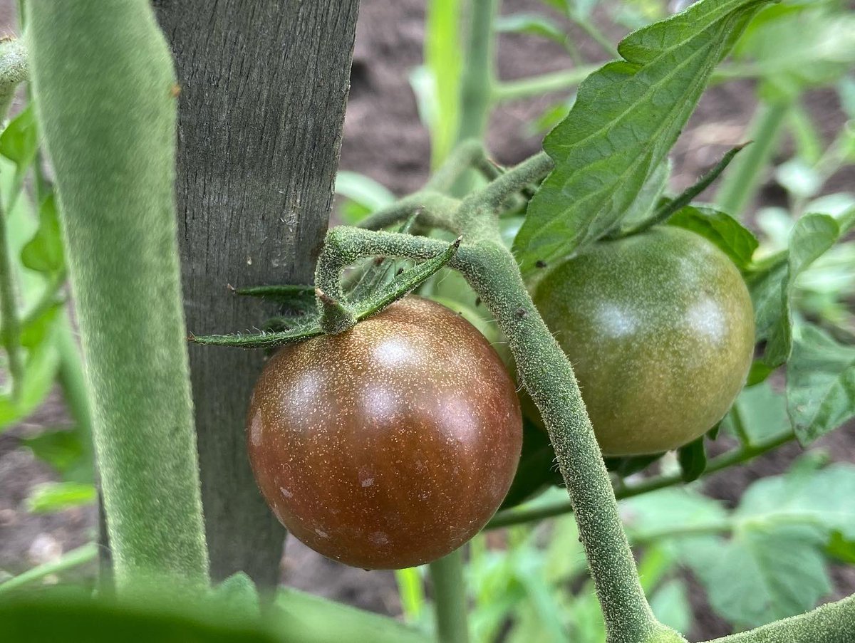 vandesampel77's tweet photo. #garden #communityplots #urbanfarmer #greenthumb #peppers #tomatoes #organic #garden2table #peppers #sunflowers #cucumber #zucchini https://t.co/sGil7LDby5