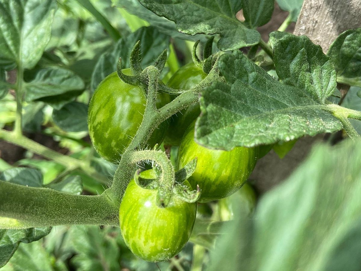 vandesampel77's tweet photo. #garden #communityplots #urbanfarmer #greenthumb #peppers #tomatoes #organic #garden2table #peppers #sunflowers #cucumber #zucchini https://t.co/sGil7LDby5