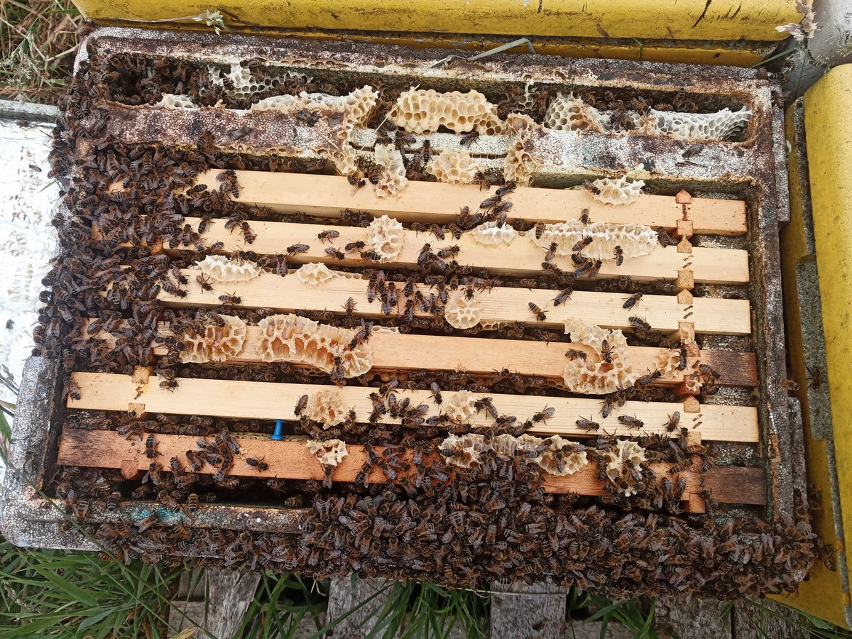 BeesBishops's tweet photo. Inspecting and testing bees as potential breeders. I'll check back tomorrow to get a hygiene score, but very impressed with their low swarming tendancy. Not a queen cell in sight.
#beebreeding #ukbees #honeymakerqueens #beefarming #countrylife #queenbreeding https://t.co/6zf9BGONle